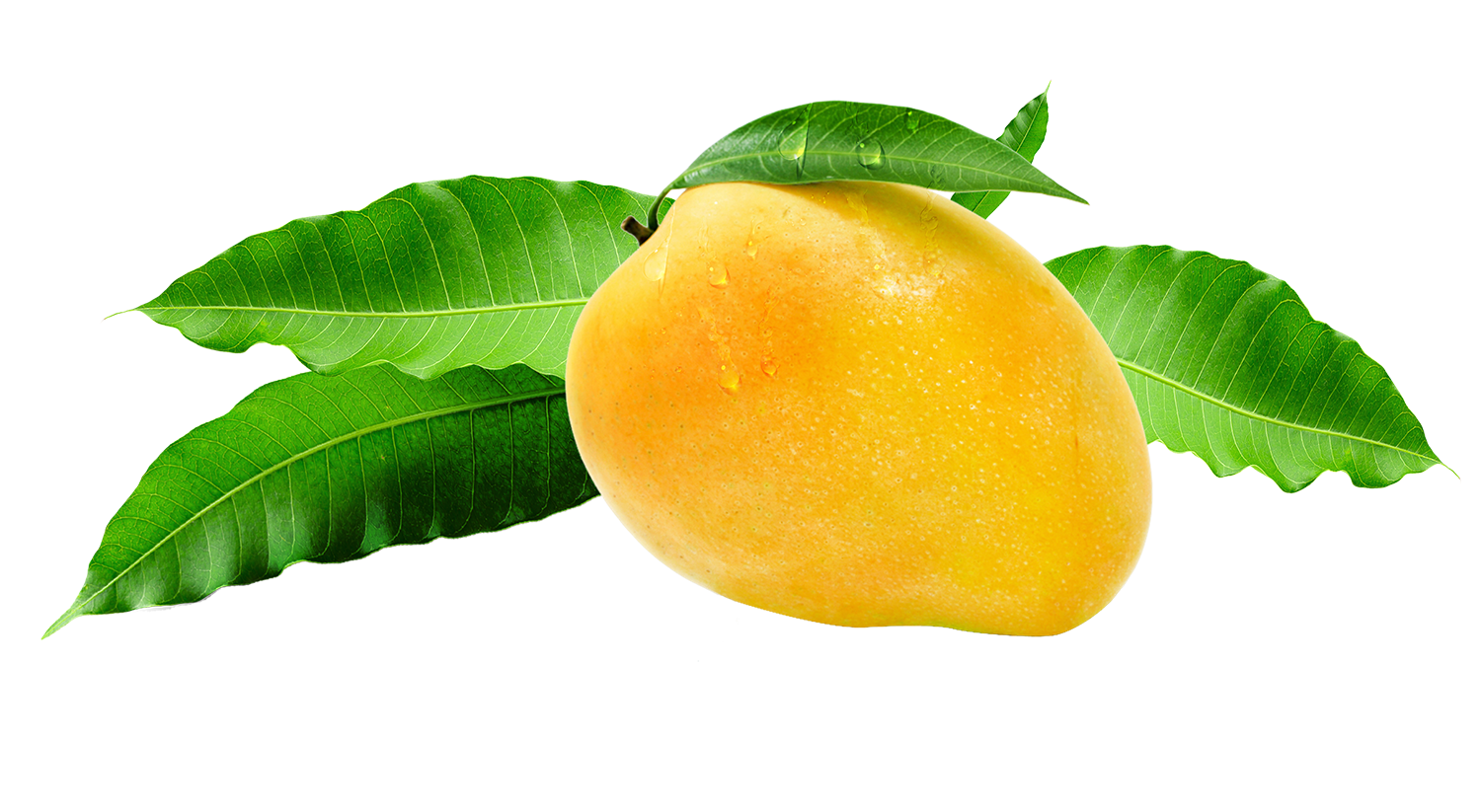 Mango-2